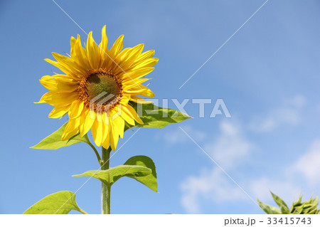 Sunflower against the blue sky Sunflower against the blue sky 33415743
