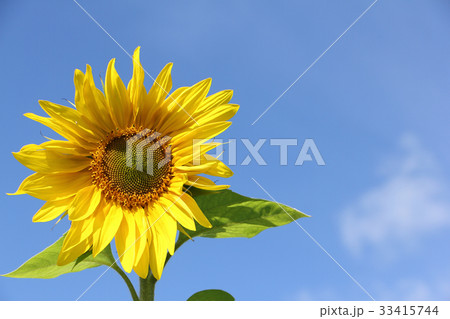 Sunflower against the blue sky Sunflower against the blue sky 33415744