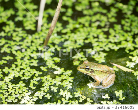 田んぼの蛙の写真素材