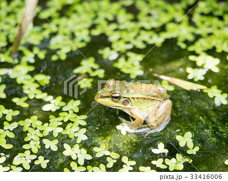 田んぼの蛙 田んぼの蛙 33416006