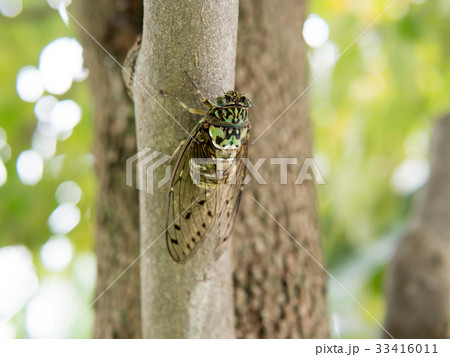 みんみん 33416011