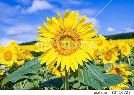 ひまわり畑 ひまわり畑 33416722