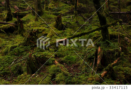 倒木跡周辺の苔 33417115