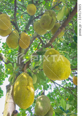 Jackfruits on tree 33417605
