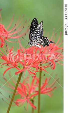 4K縦ナミアゲハ彼岸花 4K縦ナミアゲハ彼岸花 33417846