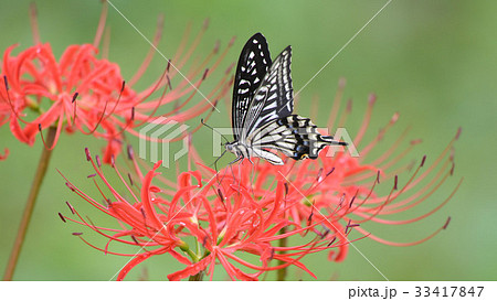 4Kナミアゲハと彼岸花 4Kナミアゲハと彼岸花 33417847