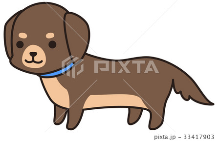 茶色い小型犬（ミニチュアダックスフンド） 33417903