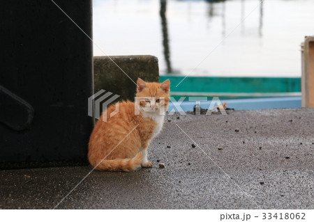 漁港で生まれた茶白の子猫がカメラに気付いてこっちを見つめる座り姿 33418062