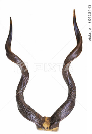 beautiful horns isolated on white beautiful horns isolated on white 33418445
