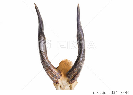 antelope horn isolated on white antelope horn isolated on white 33418446