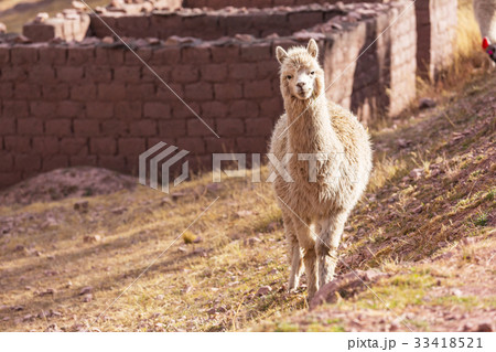 Llama Llama 33418521