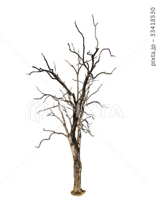 Old and dead tree isolated on white background 33418530