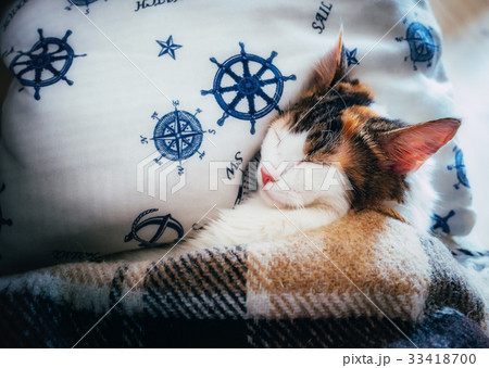 Cute caloco cat lying in bed under a blanket. Cute caloco cat lying in bed under a blanket. 33418700