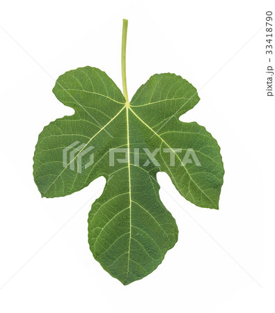 fig leaf isolated on white fig leaf isolated on white 33418790
