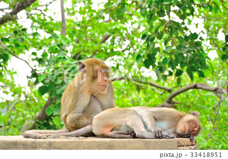 Monkey is looking for a tick to the female monkey 33418951