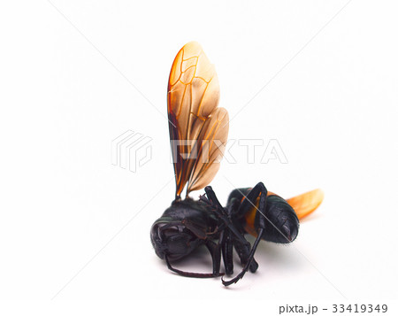 Dead honey bee isolated on the white background . Dead honey bee isolated on the white background . 33419349