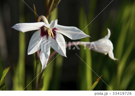 グラジオラス・カリアンサスの花 33419726