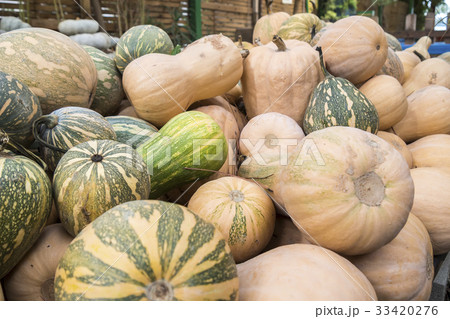 Pumpkins, Cucurbita argyrosperma, moschata Pumpkins, Cucurbita argyrosperma, moschata 33420276