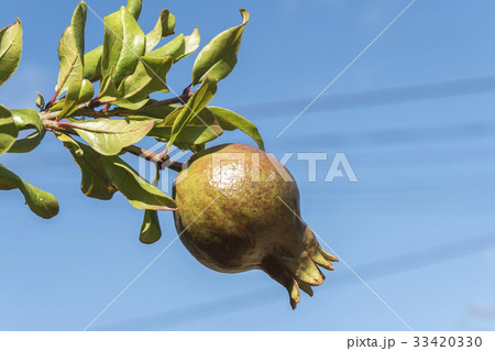 Pomegranate tree 33420330