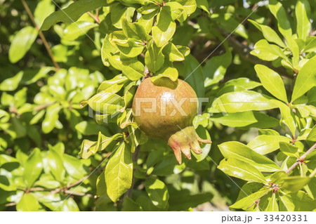 Pomegranate tree Pomegranate tree 33420331