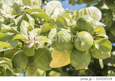 Unripe lemons on the tree, lemon blossom Unripe lemons on the tree, lemon blossom 33420539