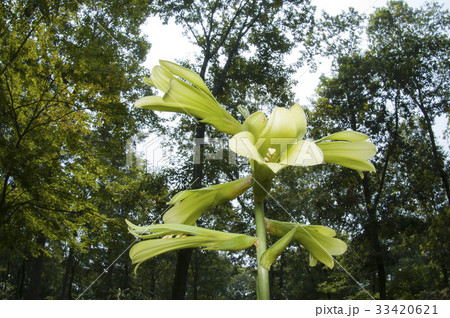 ウバユリ ウバユリ 33420621