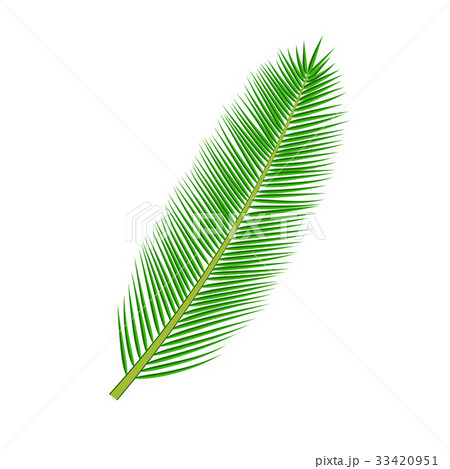 tropical palm leave 33420951