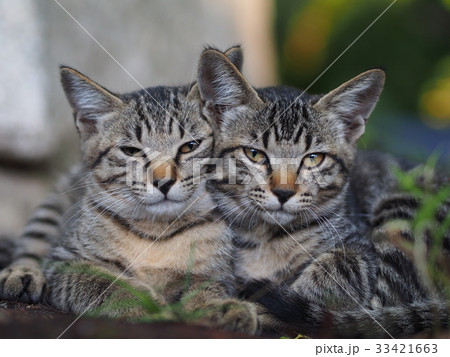 2匹の子猫 2匹の子猫 33421663