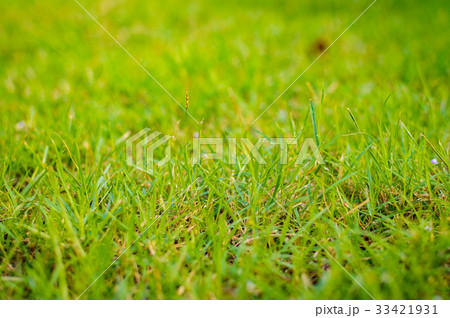 Green grass background texture. Element of design. Green grass background texture. Element of design. 33421931