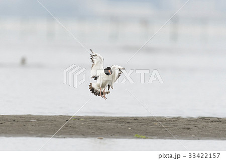 ミヤコドリの着地 33422157