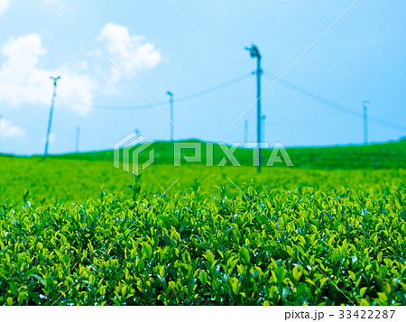 和束の茶畑 和束の茶畑 33422287