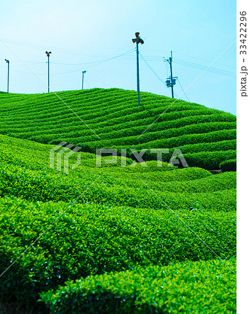 和束の茶畑 33422296