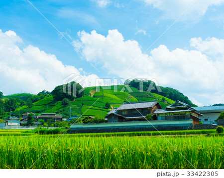 和束の茶畑 33422305