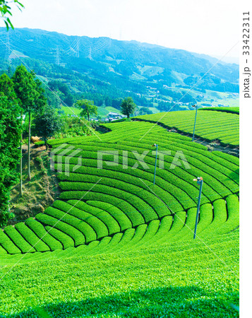 和束の茶畑 和束の茶畑 33422311