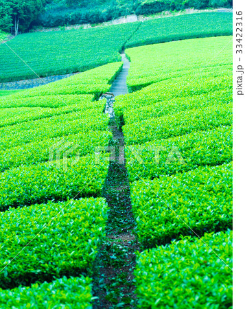 和束の茶畑 33422316