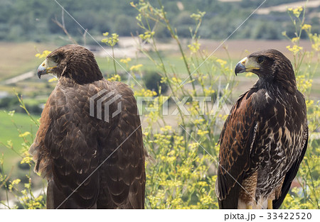 Two golden eagles resting in the sun Two golden eagles resting in the sun 33422520