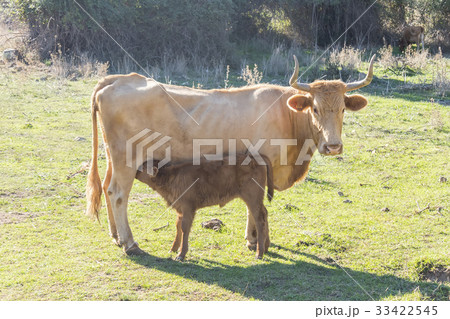 Calf sucking on her mother's udder 33422545