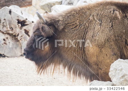 American Bison Buffalo side profile 33422546