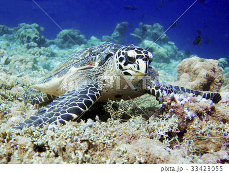 ウミガメ 33423055