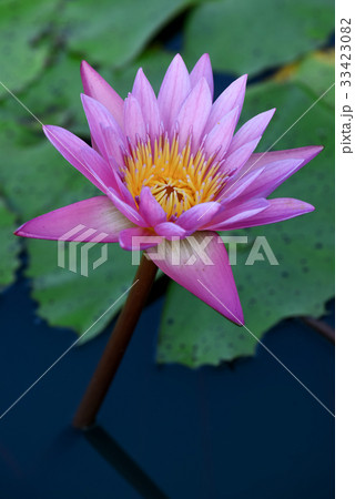 Lotus pond Lotus pond 33423082