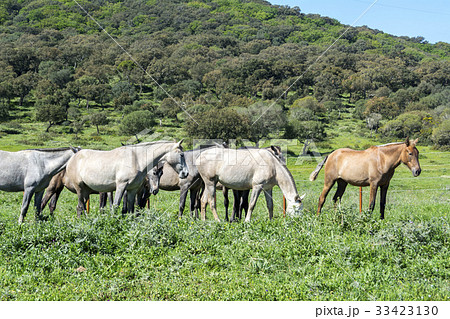Herd of horses in a meadow 33423130