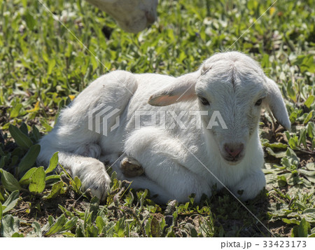 Newborn lamb in a meadow 33423173