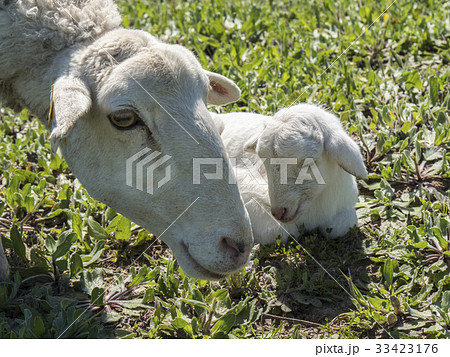 Newborn lamb with his mother in a meadow 33423176