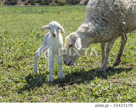 Newborn lamb with his mother in a meadow 33423179