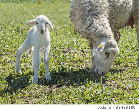 Newborn lamb with his mother in a meadow Newborn lamb with his mother in a meadow 33423180