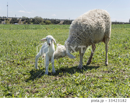 Newborn lamb with his mother in a meadow Newborn lamb with his mother in a meadow 33423182