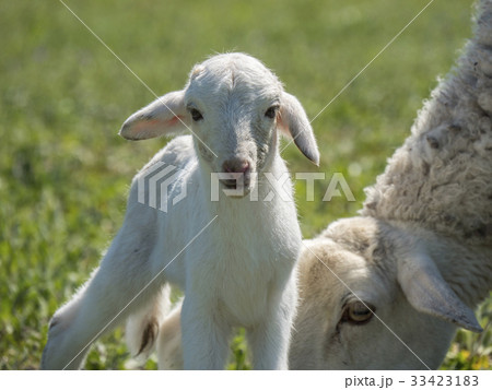 Newborn lamb with his mother in a meadow 33423183