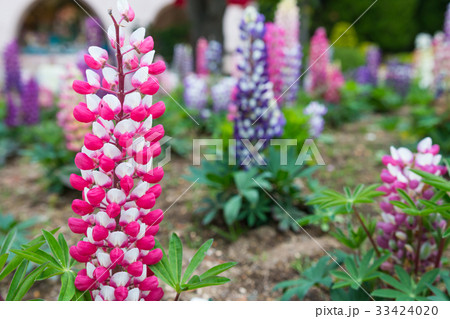 pink lupine in the garden pink lupine in the garden 33424020