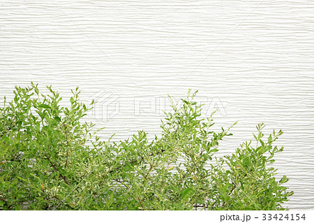 外壁と植木 33424154