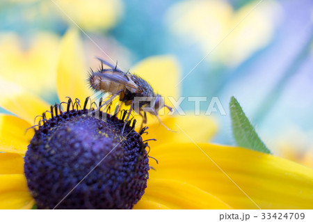 A fly on a flower (1) 33424709